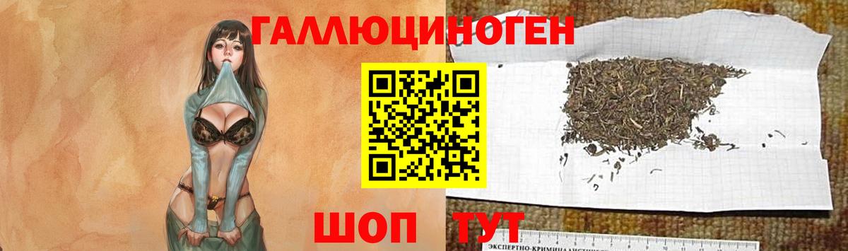 Псилоцибиновые грибы Psilocybe Сорочинск